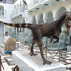 A reconstruction of Dilophosaurus wetherilli at the Geological Museum of the Polish Geological Institute, Warsaw